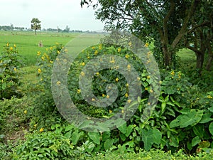 Beautiful Bushy Nature View with Green Paddy Fields.