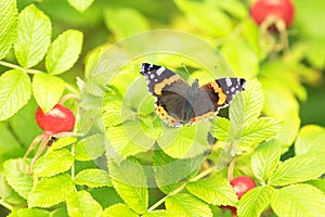 Beautiful buterfly, insect on green nature floral background