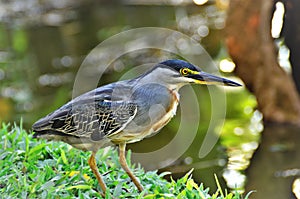 A beautiful Butorides striata bird at the edge of the pond