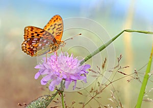 Beautiful buttefly Argynnis aglaja photo