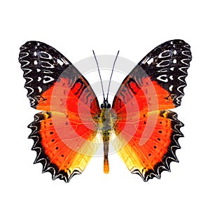 Beautiful butter, Red Lacewing over wings in natural color profile (Cethosia biblis) with super vivid orange to red and black