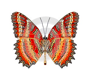 Beautiful butter, Red Lacewing under wings in natural color prof