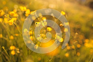 Beautiful Buttercup flower meadow with sunlight yellow wildflowers