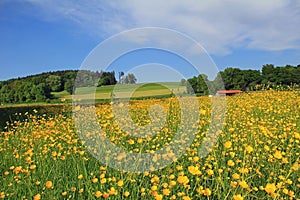 Beautiful buttercup meadow, german landscape