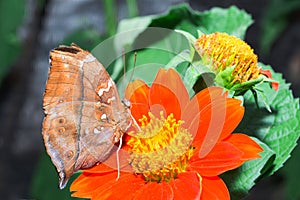 Beautiful butterflies