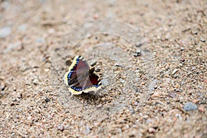 Beautiful butterflies closeup in nature