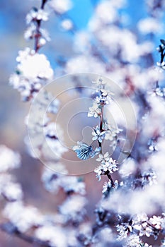 Beautiful butterflies flit over the branches with white buds of a flowering shrub in May warm sunny garden photo