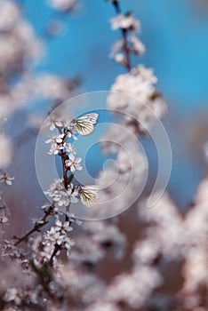 beautiful butterflies flit over the branches with white the shrub buds blooming in the May warm sunny garden against the