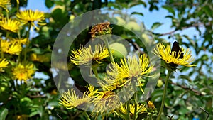 Beautiful butterflies fly over the petals of a bright yellow elecampane