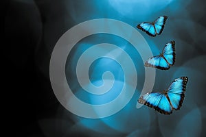 Beautiful butterflies flying isolated in color background