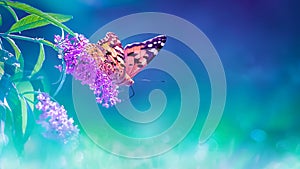 Beautiful butterflies and lilac summer flowers on a background of green foliage and grass in a fairy garden. Macro artistic image.