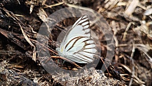 beautiful butterflies perched on top of manure from cow dung