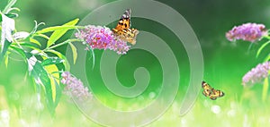 Beautiful butterflies and pink summer flowers on a background of green foliage and grass in a fairy garden. Macro artistic image.