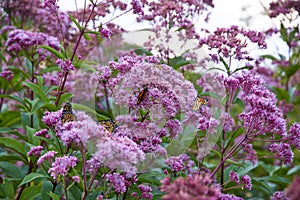 Beautiful butterflies pollinating the purple Spotted joe-pye weed plant