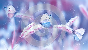 Beautiful butterflies in the snow on the wild grass on a blue and pink background. Snowfall Artistic winter christmas natural imag