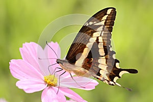 Beautiful butterfly