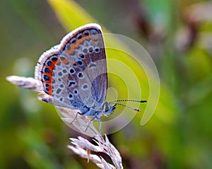 Beautiful butterfly