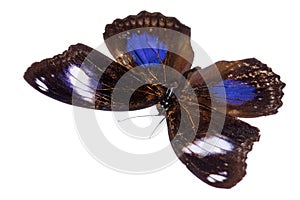 A beautiful butterfly