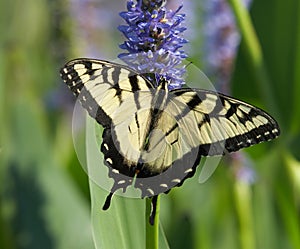 Beautiful butterfly