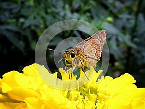 Beautiful butterfly