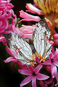 Beautiful Butterfly