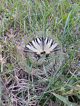 Beautiful butterfly