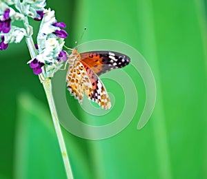 Beautiful butterfly