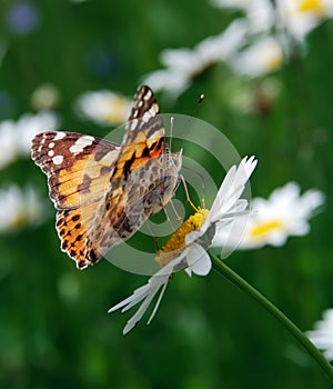 Beautiful butterfly