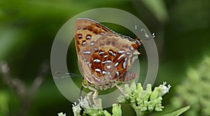 Beautiful Butterfly, Aberrant Silverline, Cigaritis vixinga