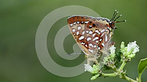 Beautiful Butterfly, Aberrant Silverline Cigaritis vixinga