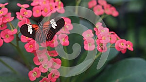Beautiful butterfly adoris Heliconius Butterflies