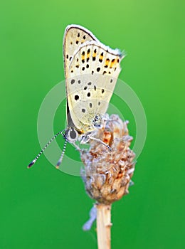 Beautiful butterfly aganist green background in spring