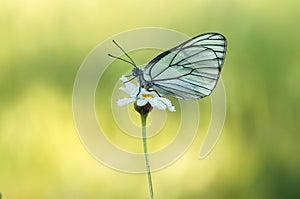 The butterfly Aporia crataegi butterflyrus covered with dew sits on a summer morning on a daisy flower