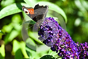 Beautiful butterfly,attracted by the aroma, perched on a blue flower .