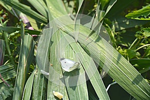 Beautiful butterfly on bamboo leaves