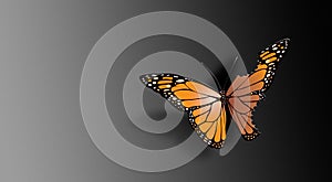 Beautiful butterfly with bitten wings conceptual graphic background