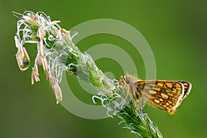 Beautiful butterfly on a blade of grass with dew drops