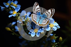 Beautiful butterfly on blue flower, closeup. Space for text, Beautiful butterfly perched on a blue flower, AI Generated