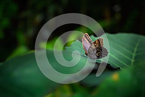 Beautiful butterfly Blue Morpho, Morpho peleides, with dark forest, green vegetation, Costa Rica. Butterfly sitting on the green