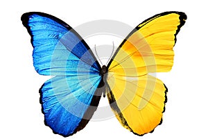 beautiful butterfly with blue yellow wings isolated on white background