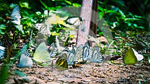 Beautiful on Butterfly with blur background