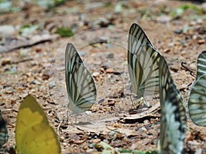 Beautiful on Butterfly with blur background