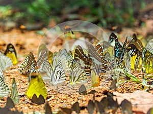 Beautiful on Butterfly with blur background