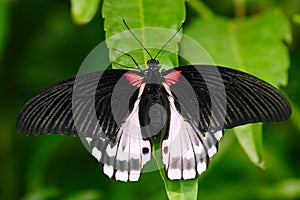 Beautiful butterfly from Borneo. Scarlet swallowtail, Papilio rumanzovia, sitting on the green leaves. Insect in dark tropic fores