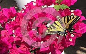 Beautiful Butterfly on Bougainvillea Flower
