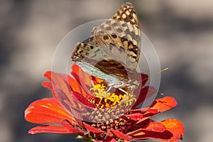 Beautiful butterfly on a bright red flower.