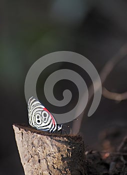 Beautiful butterfly with bright red and white color photo