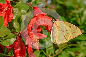 beautiful butterfly,butterfly on red flower and green leaves