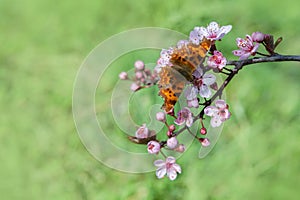 Beautiful butterfly on cherry blossom branch in spring