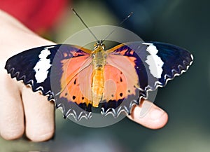 Beautiful butterfly on child finger.